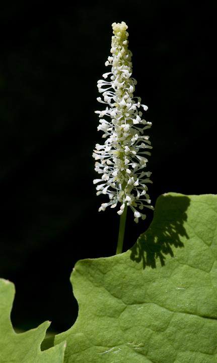 Vanilla Leaf , Achlys triphylla.jpg